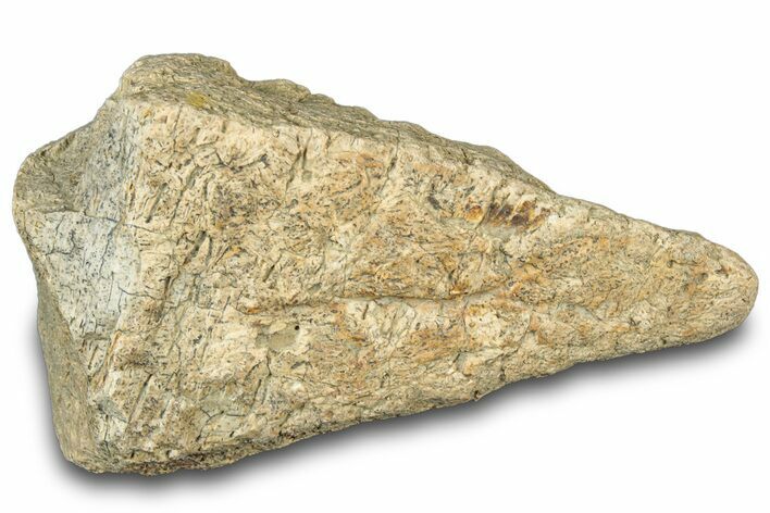 Dinosaur (Triceratops) Frill Shield Section - Montana #312283
